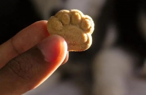 Unveiling the True Value of Human-Grade Ingredients in Canine Treats